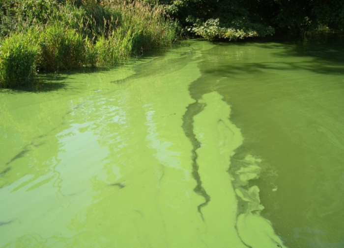 Blue-green algae growth