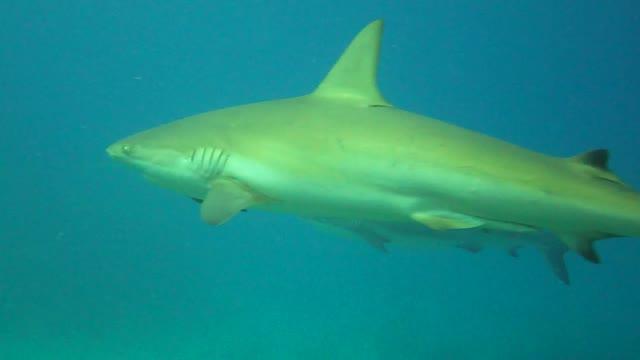 Predatory fish depletion and recovery potential on Caribbean reefs (9 of 11)