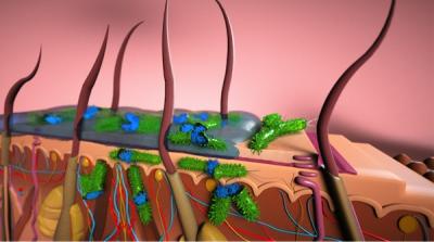 Cross Section of Skin Layers