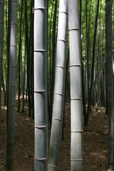 Bamboo Forest