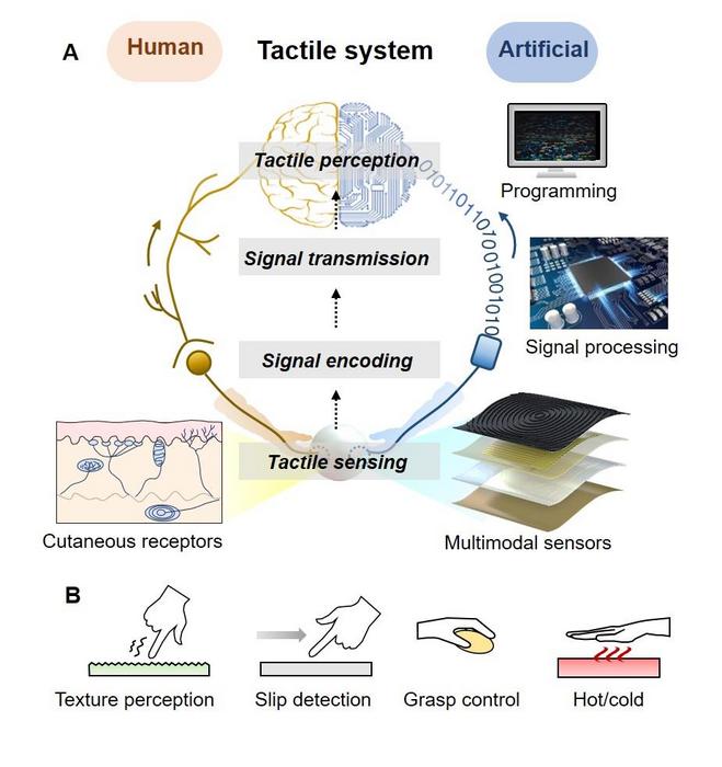 Concept of the real-time multimodal tactile detection system imitating humans’ tactile detection