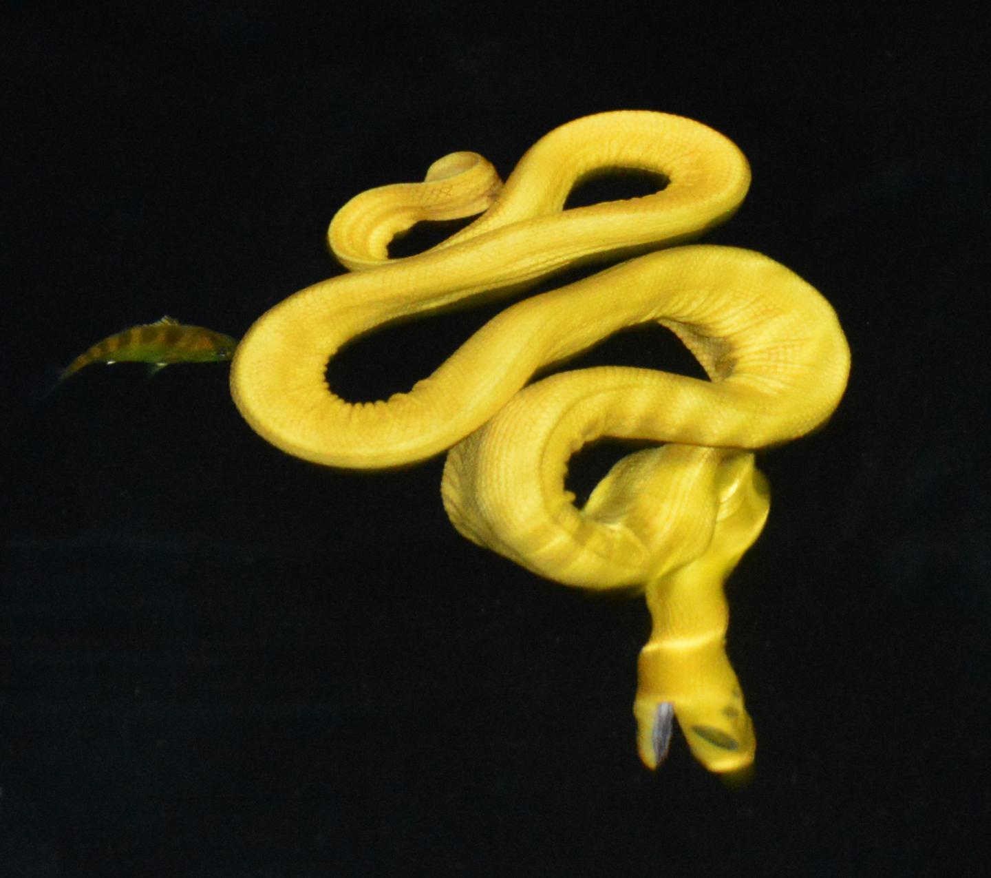Ambush Posture of the New Yellow Sea Snake Subspecies Floating at the Sea Surface at Night