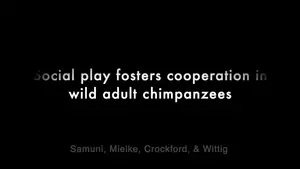 Social play fosters cooperation in wild chimpanzees