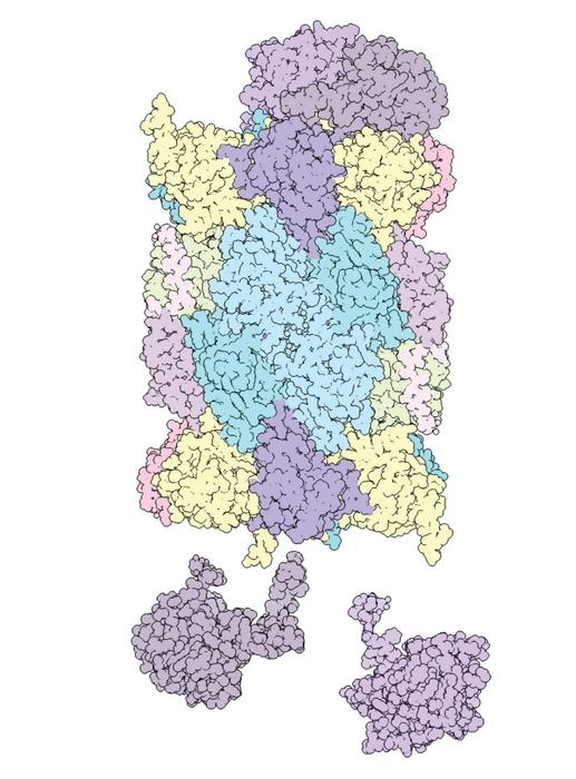 3D image of proteasome