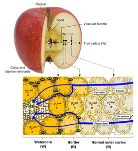 Figure 3. Diagram illustrating within-fruit water potential gradient associated with watercore appearance.