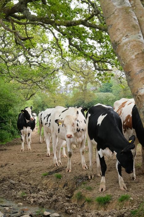 Herd of cattle