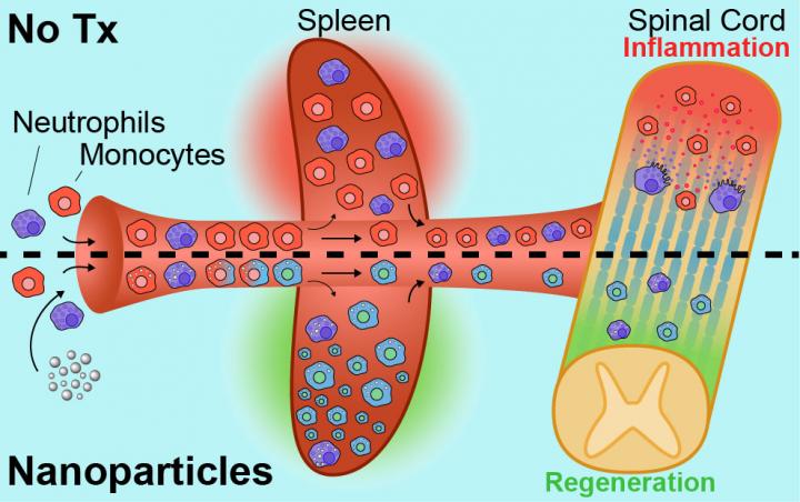 Nanoparticles Intercept Innate Immune Cells