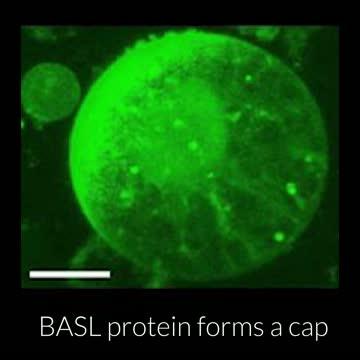 Cell Polarity Visualization