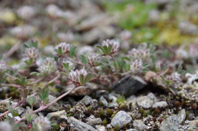 <i>Trifolium saxatile</i>