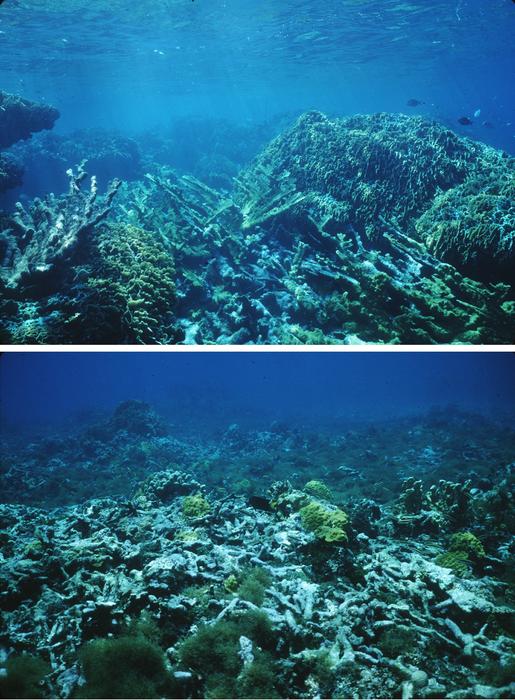 Underwater images of Belize coral reef