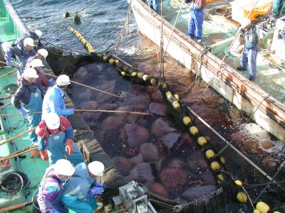 Giant Jellyfish in Japan