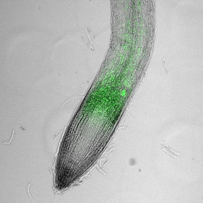 Arabidopsis root tip