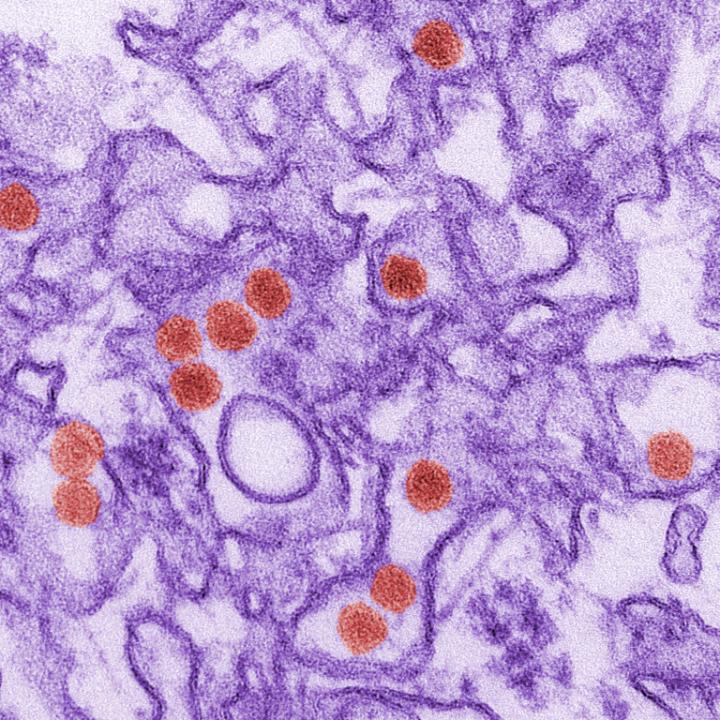 New Mouse Model, Zika Virus