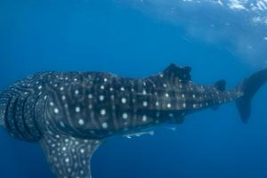 Whale shark with injury to the dorsal fin, likely to be caused by collision with a vessel.