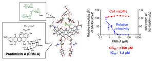 Pradimicin A binding to the branched oligomannose structure and the results of the in vitro experiments on viral infection of SARS-CoV-2 when exposed to PRM-A.