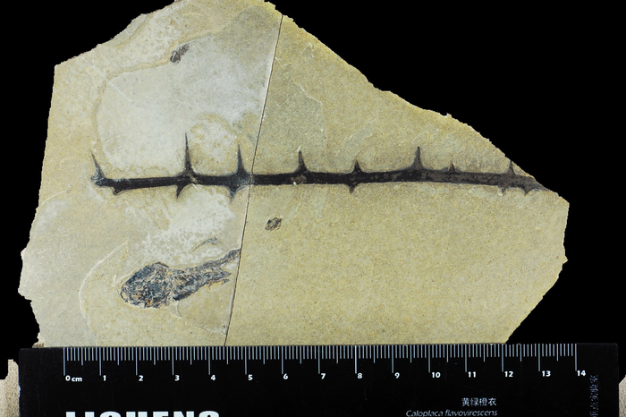 A spiny fossil from the Eocene sediments of the central Tibetan Plateau