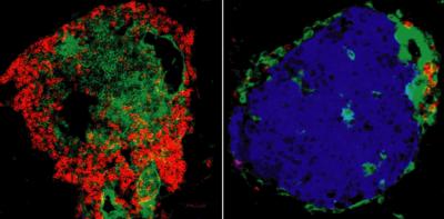 Pancreatic Islet Cells in Diabetic-NOD Mice