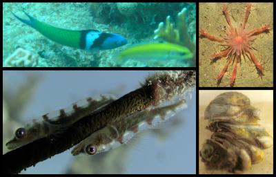 Some Animals That Change Their Sex