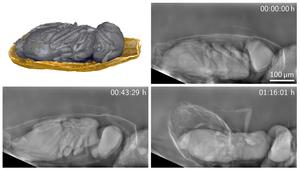 Living organisms can be observed for longer times with the new method. Here, you can see a parasitic Trichogramma wasp that developed in the egg of a grain moth and emerges from it. (Image: Rebecca Spiecker, KIT)