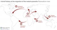 Historical Migration of the Malaria Parasite P.Vivax