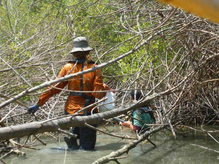 Datcolleting at eroding mangrovesite