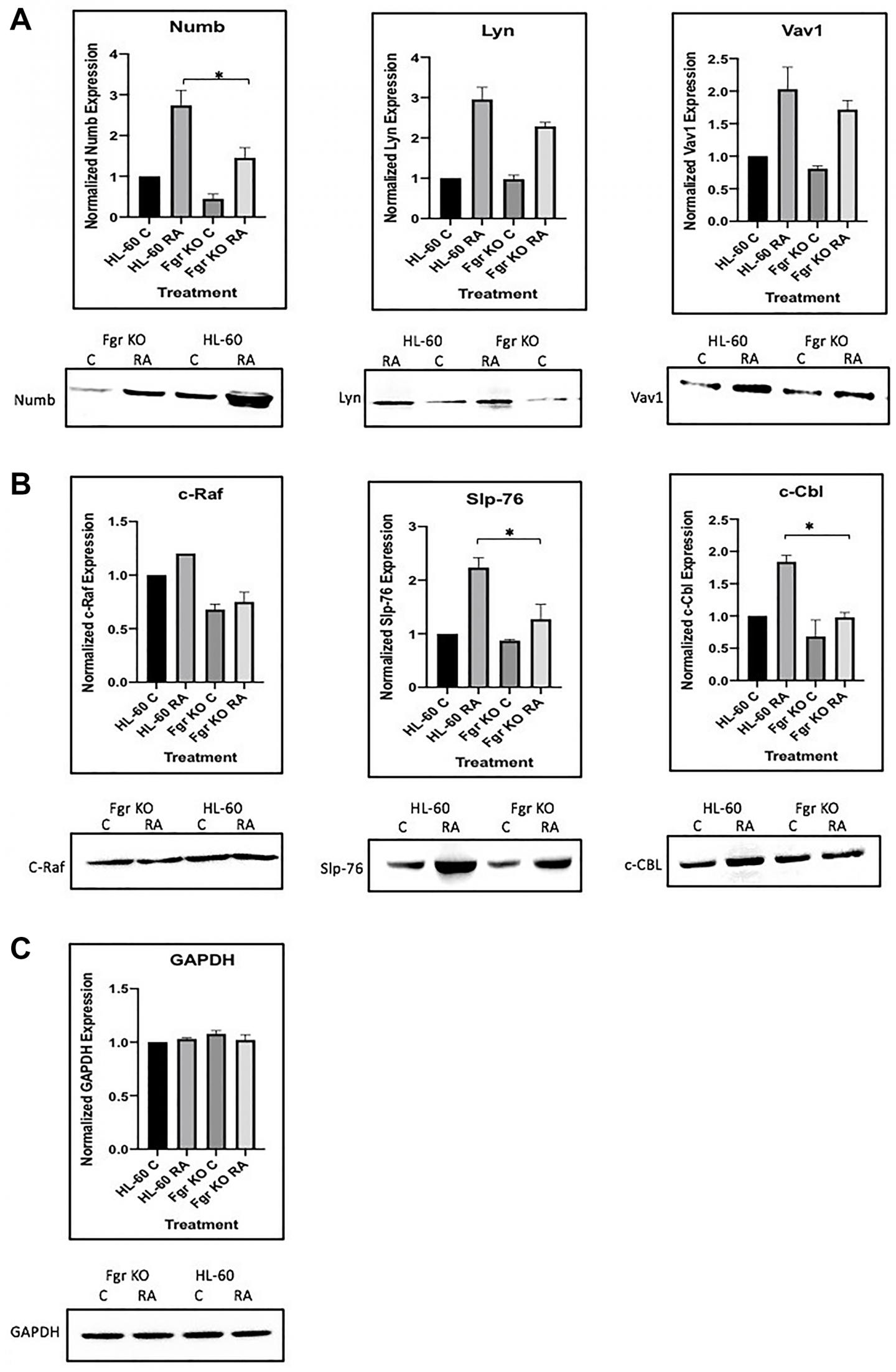 oncotarget-fgr-and-numb-in-retinoic-differentiation-and-g0-arrest-of