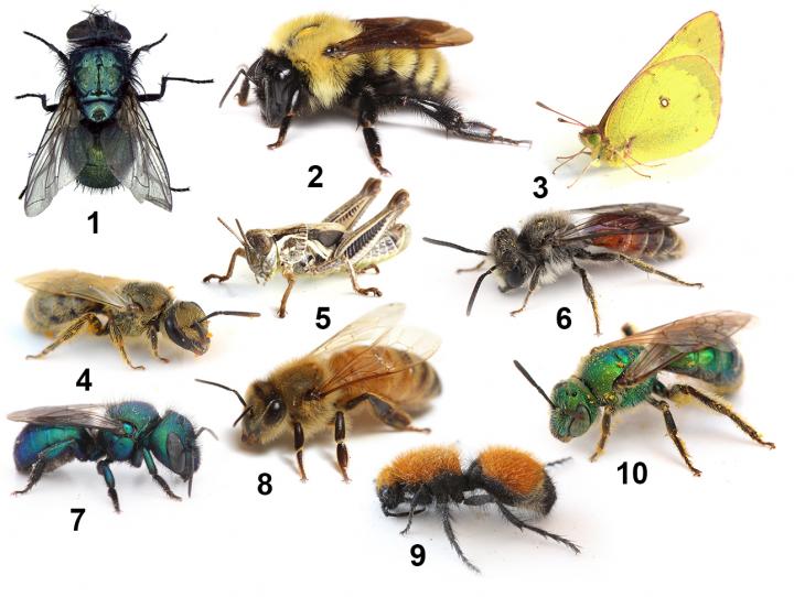 Which are Bees and Which Aren't?