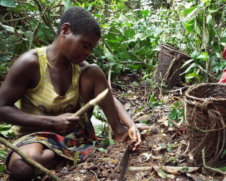 Mbendjele Woman Cracking Nuts