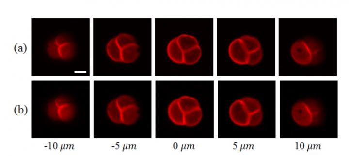 Reconstructed Two-Photon Image of Pollen Grain