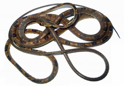 <i>Imantodes chocoensis</i>