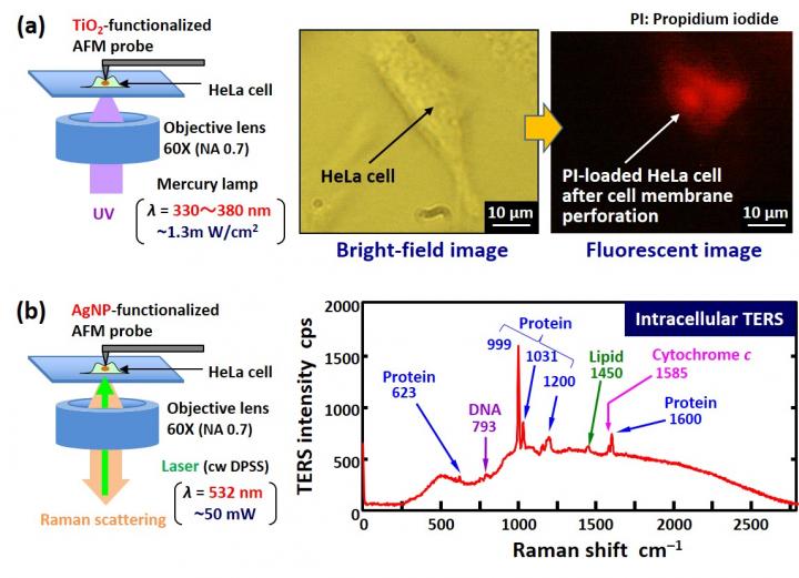 Functionalized AFM-Based Nanofabrication and Nanomeasurement Techniques for Living Cells