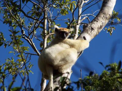 Golden-Crowned Sifaka
