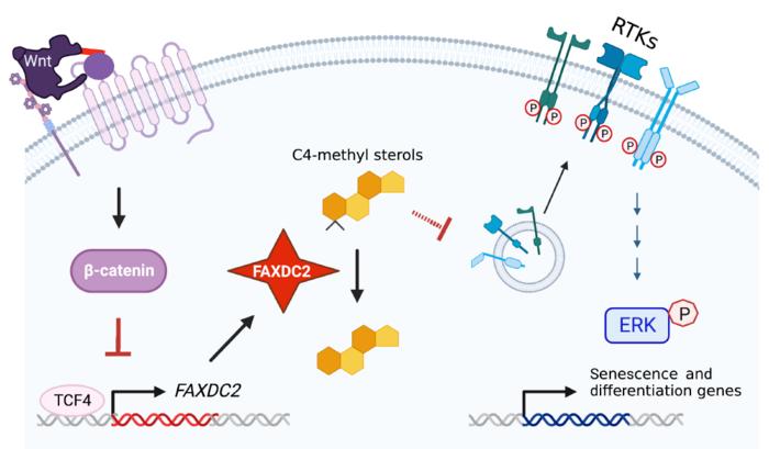 Scientist led by Duke-NUS identify the pivotal but previously unknown role of an enzyme, called FAXDC2, that is suppressed in cancers with hyperactive Wnt signalling.