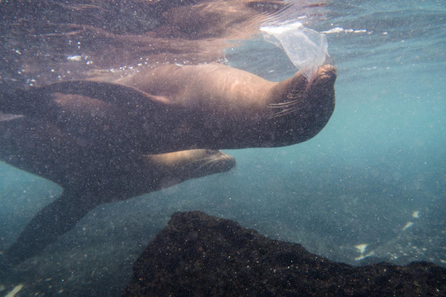 A sea lion playing with a piece of plastic