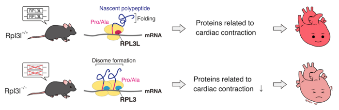 Graphical overview of the study. RPL3L-containing ribosomes regulate essential translational control in the heart.