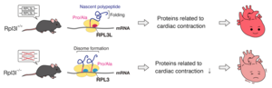 Graphical overview of the study. RPL3L-containing ribosomes regulate essential translational control in the heart.