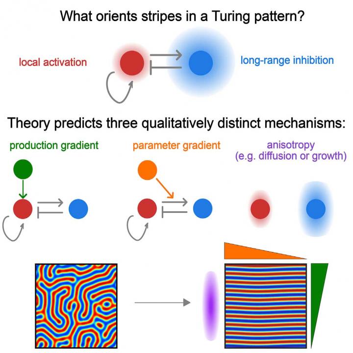 What Orients Stripes in a Turing Pattern?
