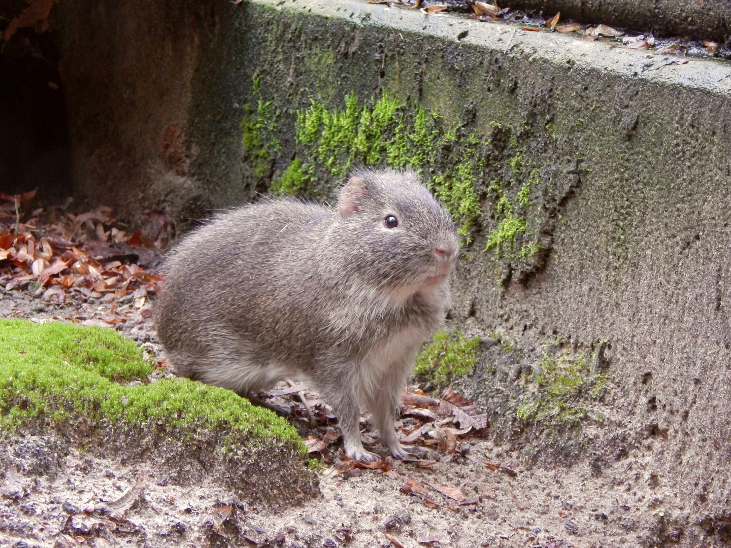 Wild Guinea Pig