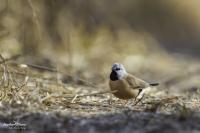 The Southern Black-Throated Finch (3 of 3)