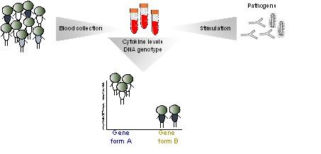 Overview of the Study