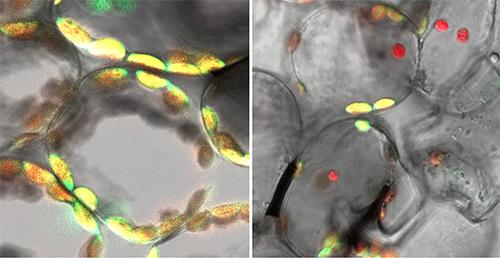 Collapsed Chloroplasts are Targeted in Self-Eating Process