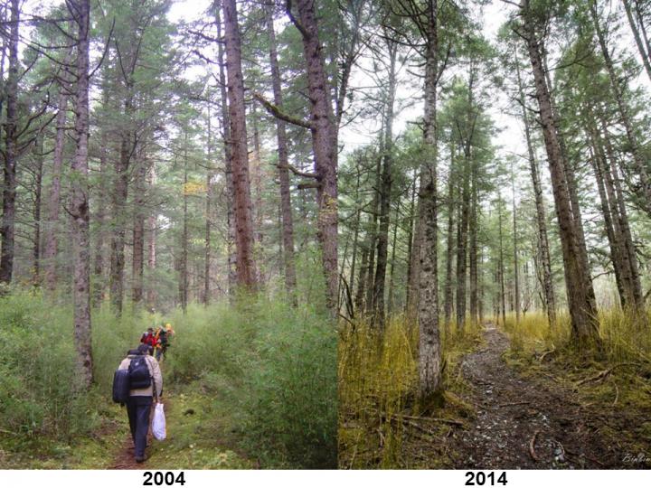 Panda Grazing Over Ten Years