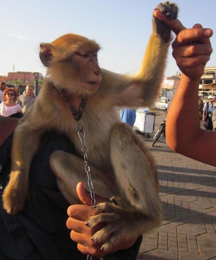 Barbary Macaque