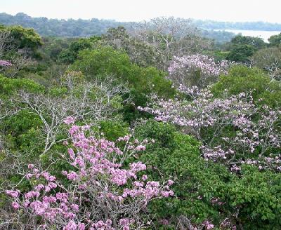 Tropical Forest Canopy