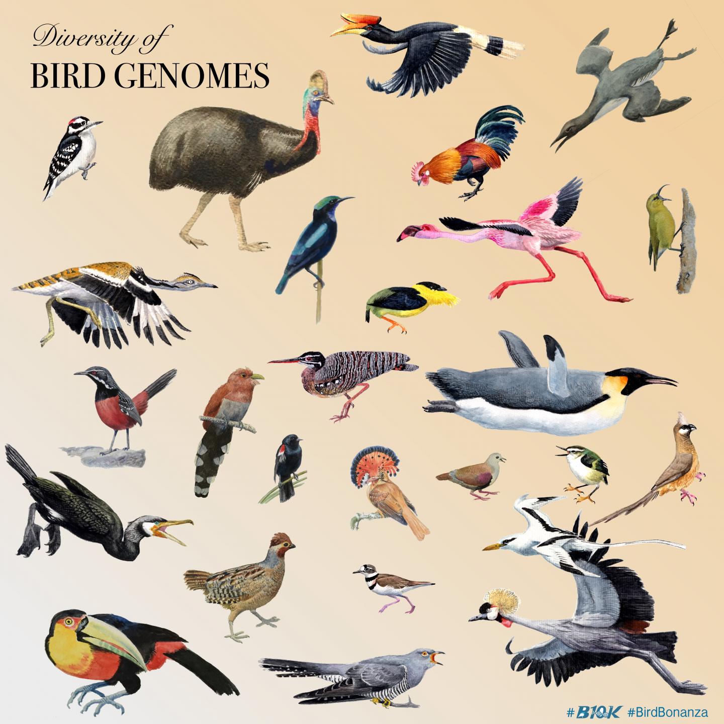 Diversity of Birds