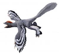 Life Reconstruction of the Bird-Like Feathered Dinosaur <i>Anchiornis</i>