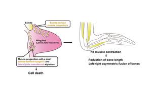 Figure 2. Proposed Model: Emu wing buds contain muscle progenitor cells with dual somite-derived myogenic and lateral plate mesodermal signature.