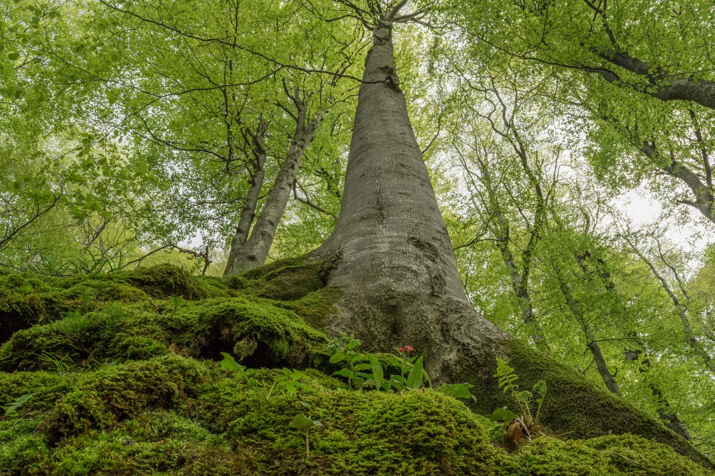 Old Beech