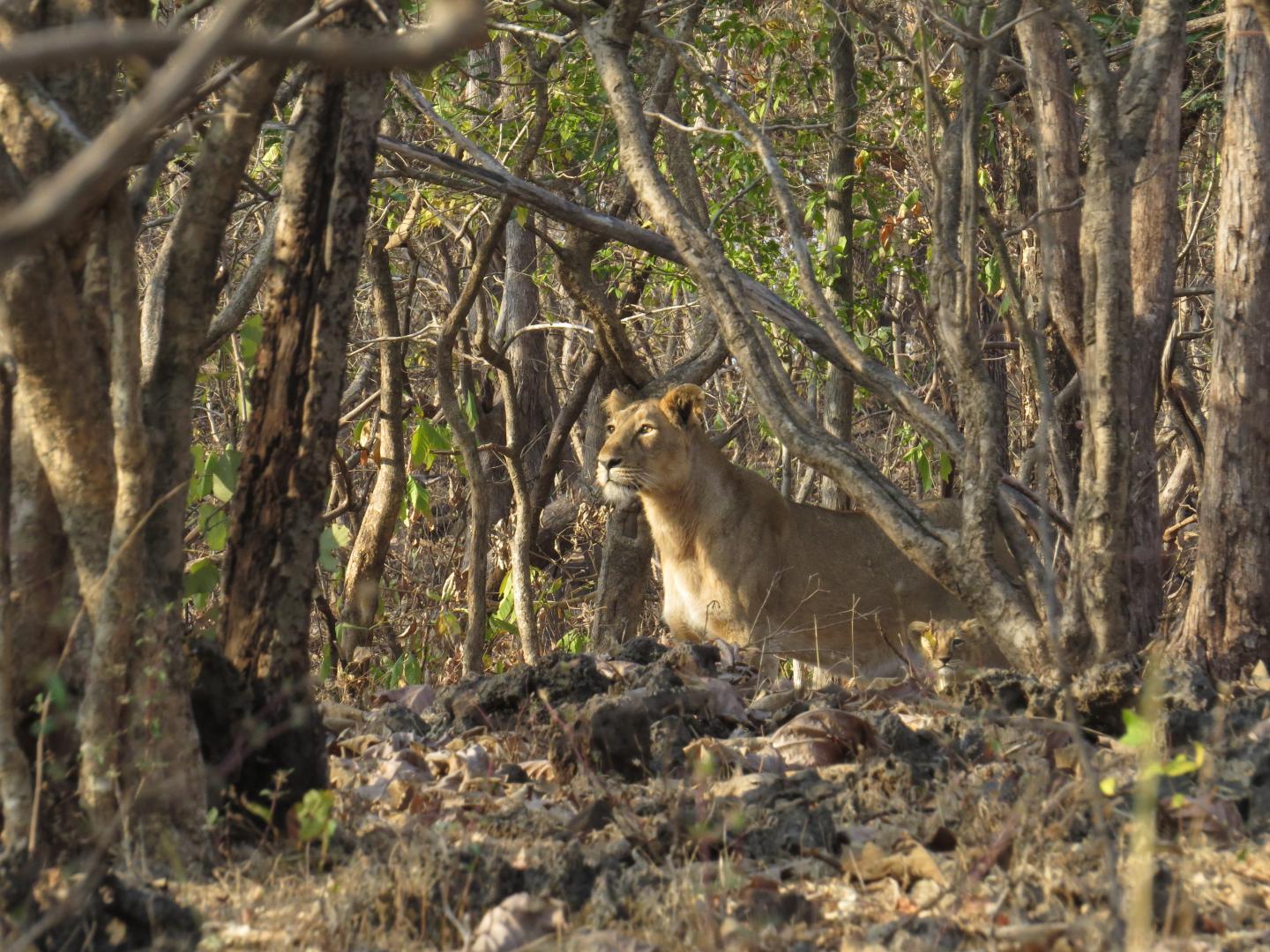 Improving Assessments of an Endangered Lion Population in India
