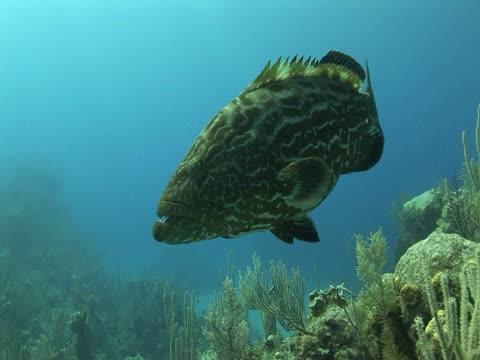 Uncovering Caribbean Coral Resilience, as Aided by People (4 of 19)